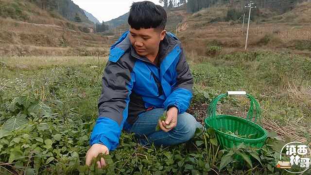 荒田里的鬼针草太多了,林哥摘着真过瘾,摘了一大些拿回家煮着吃