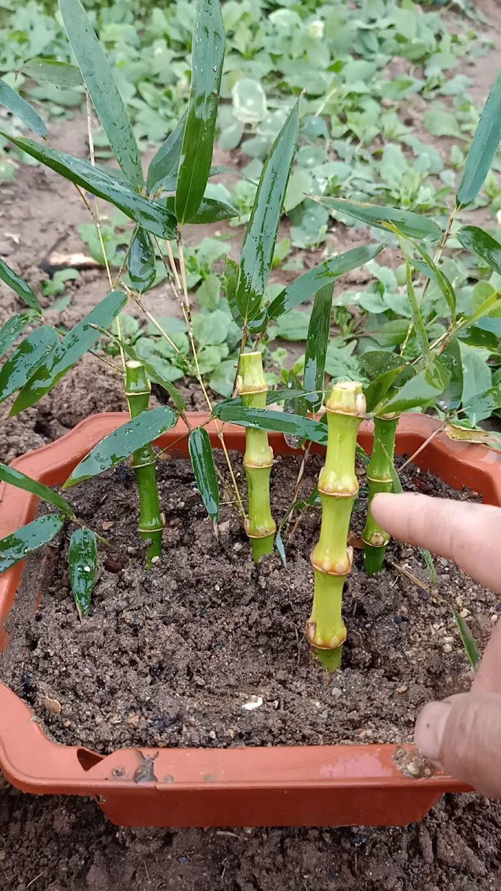 竹子嫩枝条可以扦插生根,你看懂了吗?