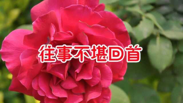 一首怀旧经典《往事不堪回首》高胜美演唱,悠扬的歌声,勾起无数人回忆!