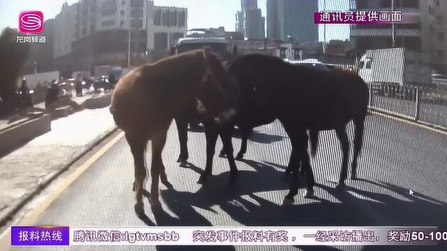 《龙岗新闻》闹市中突现骡马 奔跑数公里后被控制