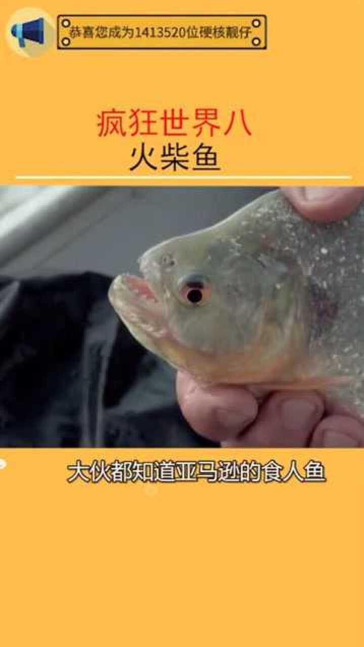 真沒想到食人魚也有今天_騰訊視頻