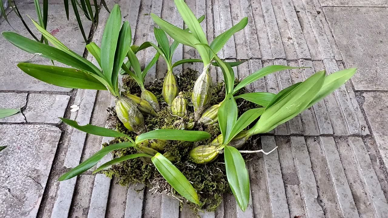 漂亮的鼓槌石斛