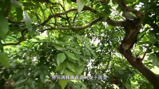 黄皮被称为“正气果”,多吃有益,具有化痰镇咳的功效