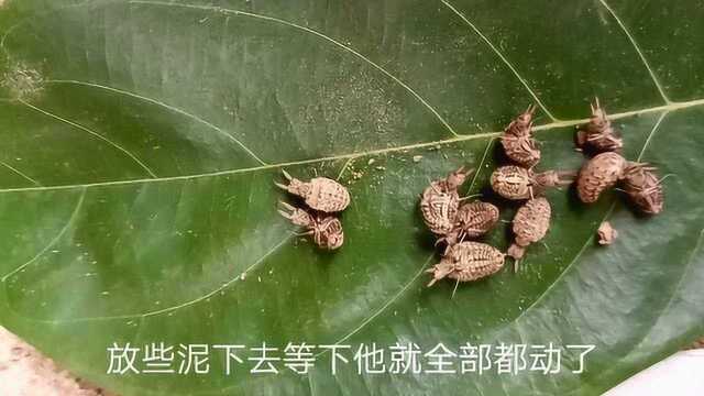 大自然的顶尖杀手,我们叫地牛,大家都叫它做什么