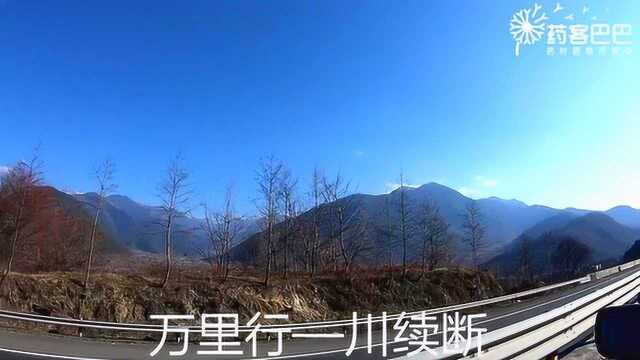 道地药材万里行—川续断