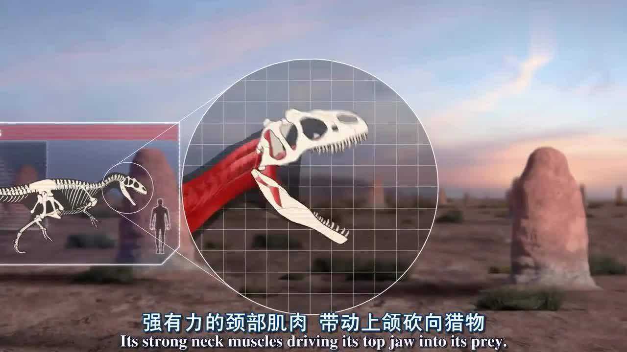 9米长的异特龙碰上12米长的食蜥王龙只能乖乖认怂