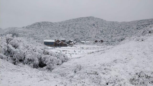 周末去金佛山看雪去,门票索道观光车180元,还要排队