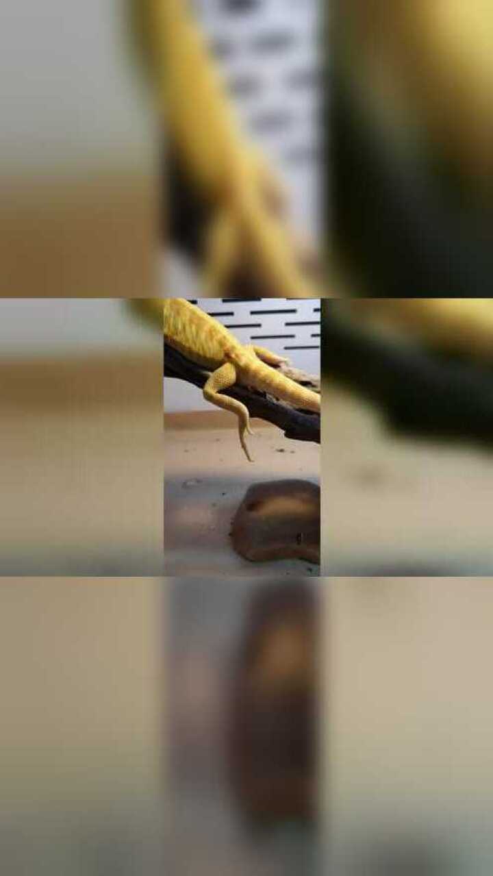 小蜥蜴竟然拉粑粑了,是不是真的好恶心呀?