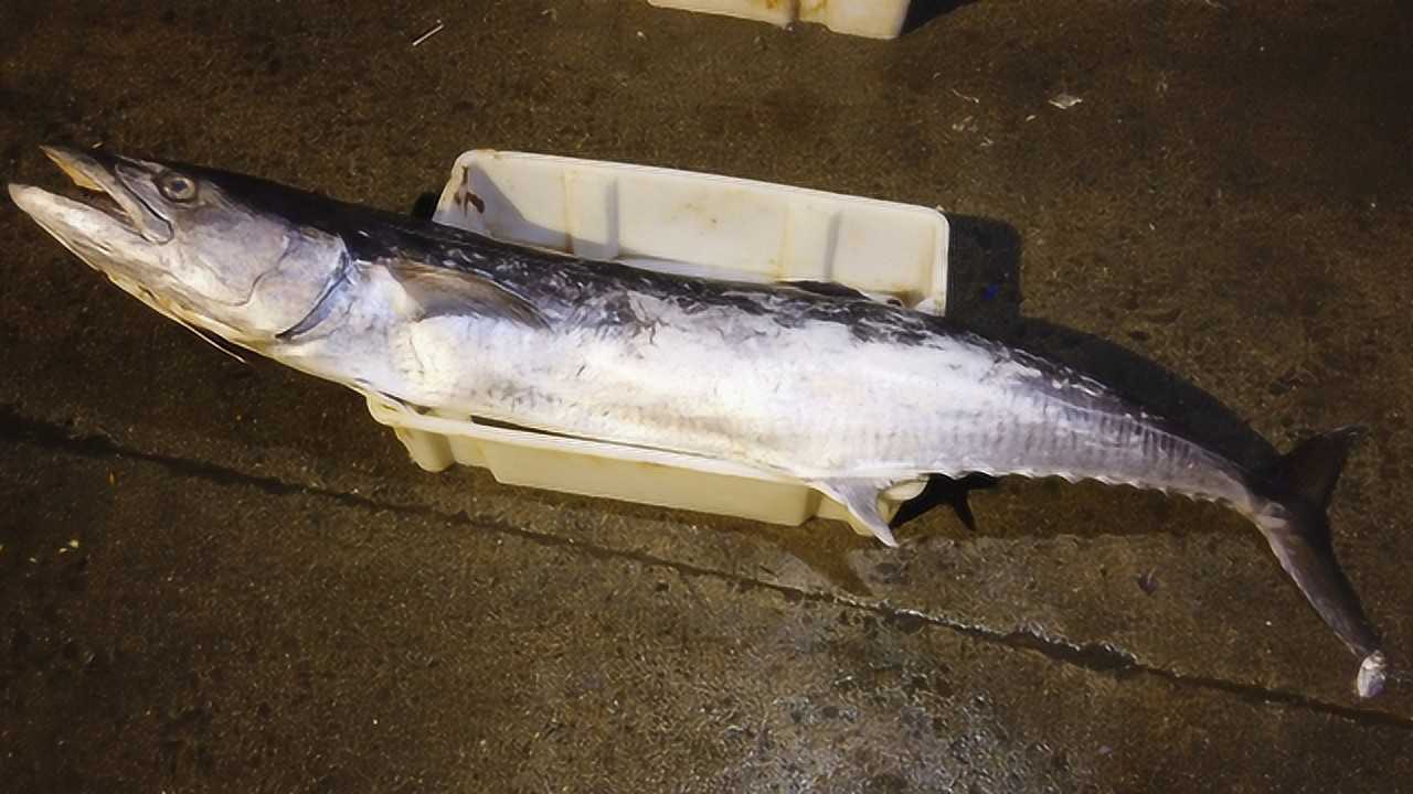 一米多长的马鲛鱼15块一斤这里的海鲜太便宜了难怪这么多人