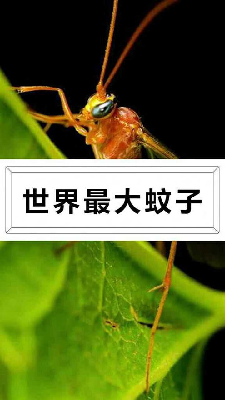世界上最大的蚊子体长可达35cm竟然不吸血
