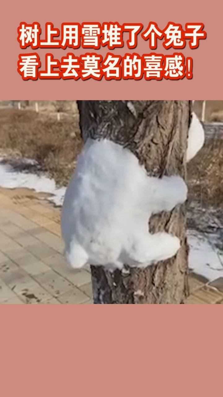 树上用雪堆了个兔子而且是头和身子分离看上去莫名的喜感