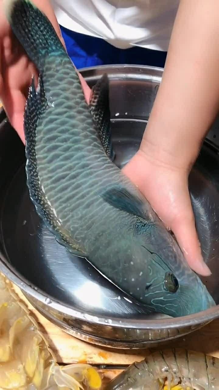 颜色非常鲜艳的苏眉鱼,看起来真的是太好看了