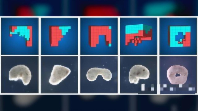 首例活体生物机器人研制成功,是人造生物,有自主意识!堪称强大
