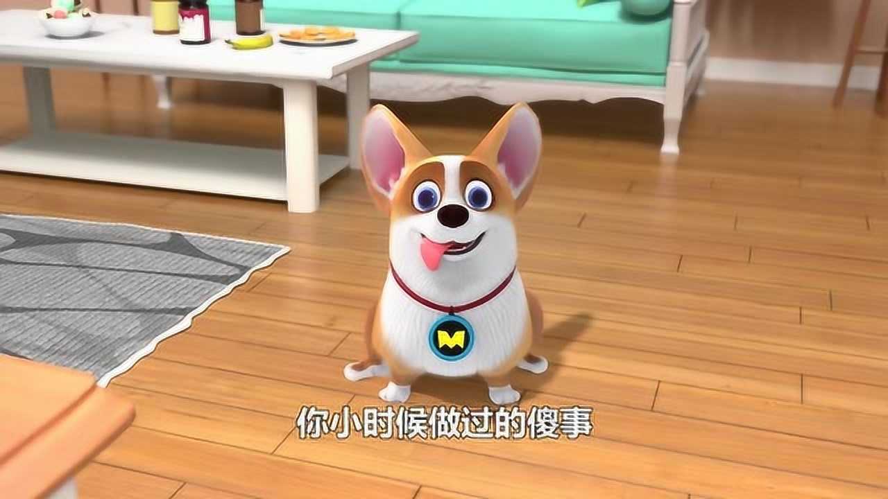 可爱的小柯基moco童年做过的傻事你们小时候做过几种呢