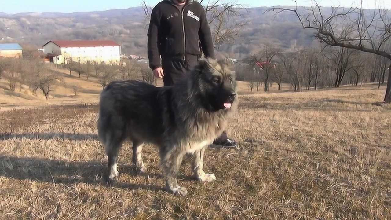 狗友高价入手一只高加索犬体型完美纯正血统太帅了