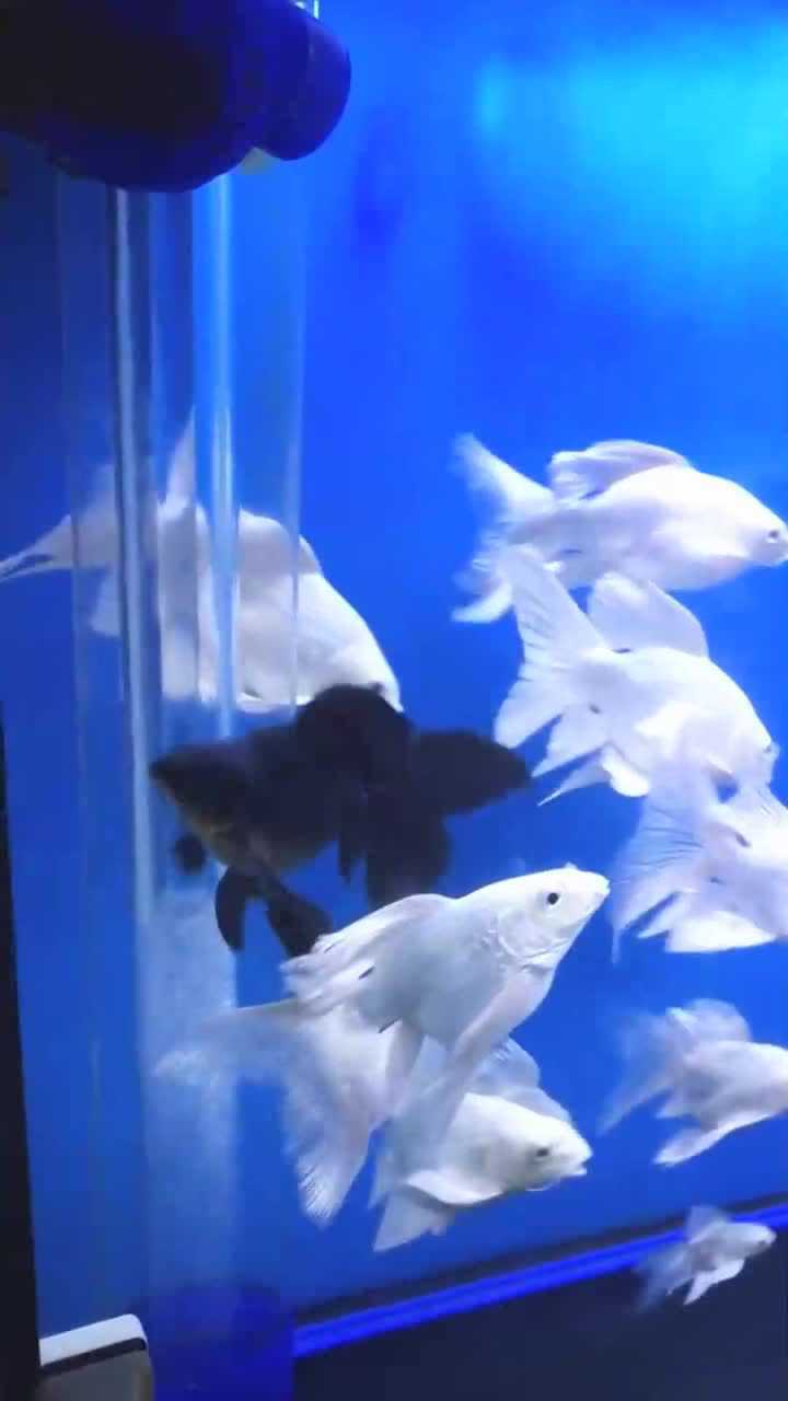 鱼缸养它才叫漂亮蝴蝶鲤如此飘逸越长大越漂亮