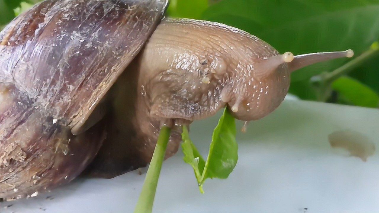 蜗牛浑身软得像水,到底是怎么进食的?摄像机记录全程