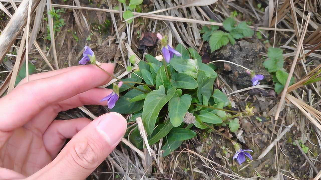 农村稀少植物犁头草形似农民犁田的农具当野菜食用可好