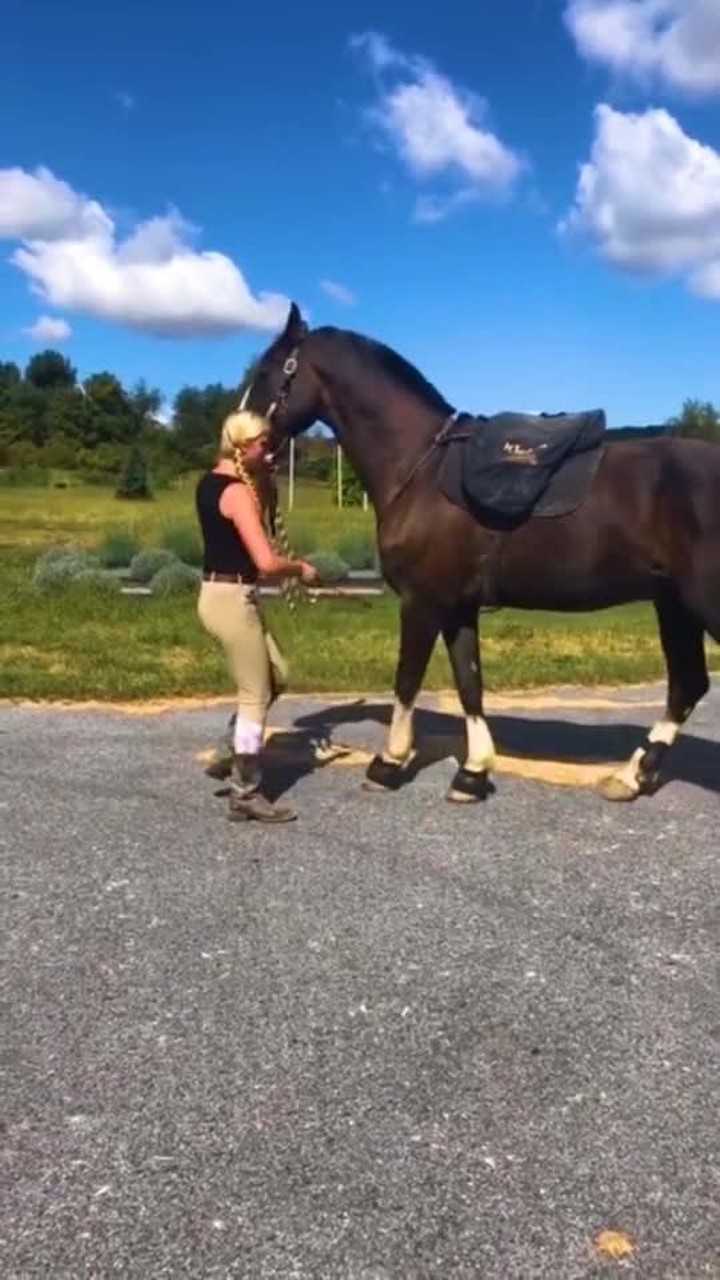 这大洋马怎么样