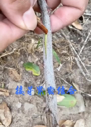 枣树嫁接桃树苗:什么时候j嫁接,短短30秒视频告诉你真相