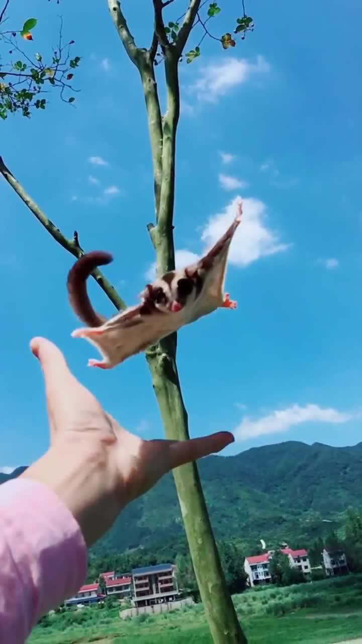 小飞鼠:对不起,没有接住你