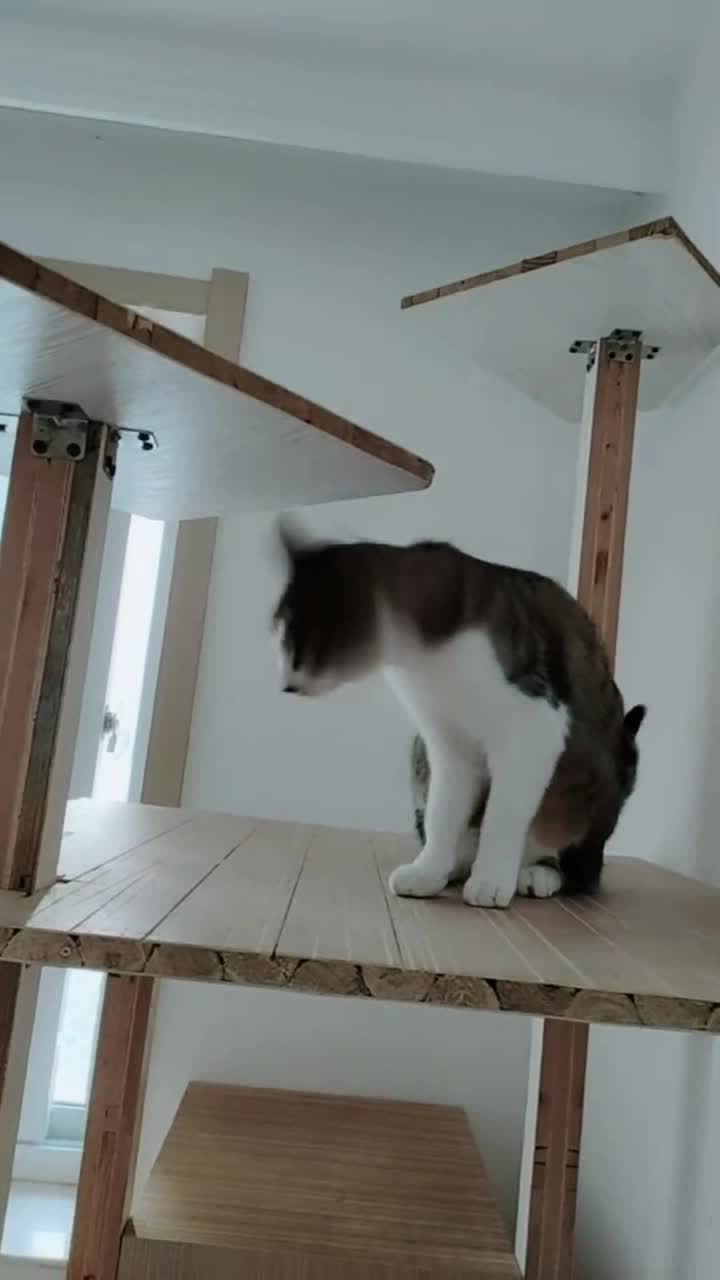 哎呀刺挠啊闹心扒拉,小白快来给挠挠