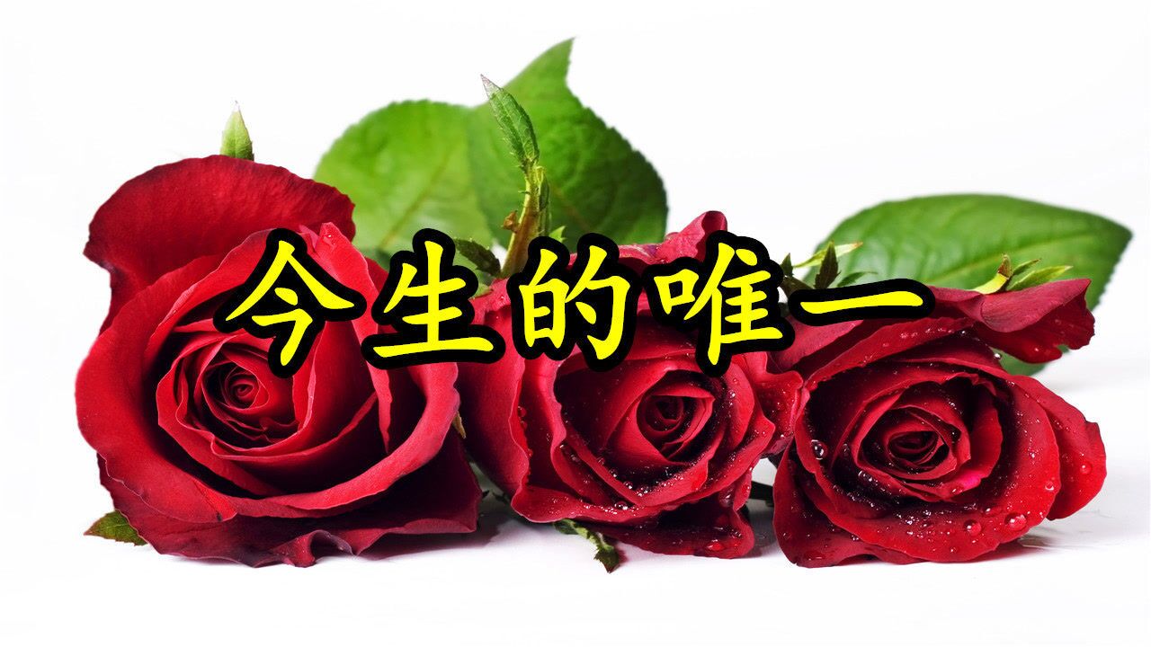 情歌mv今生的唯一我用这一生好好珍惜心甘情愿深爱着你