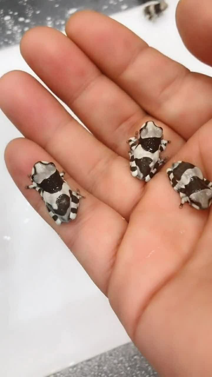 这个就是牛奶树蛙,没有毒性的一种