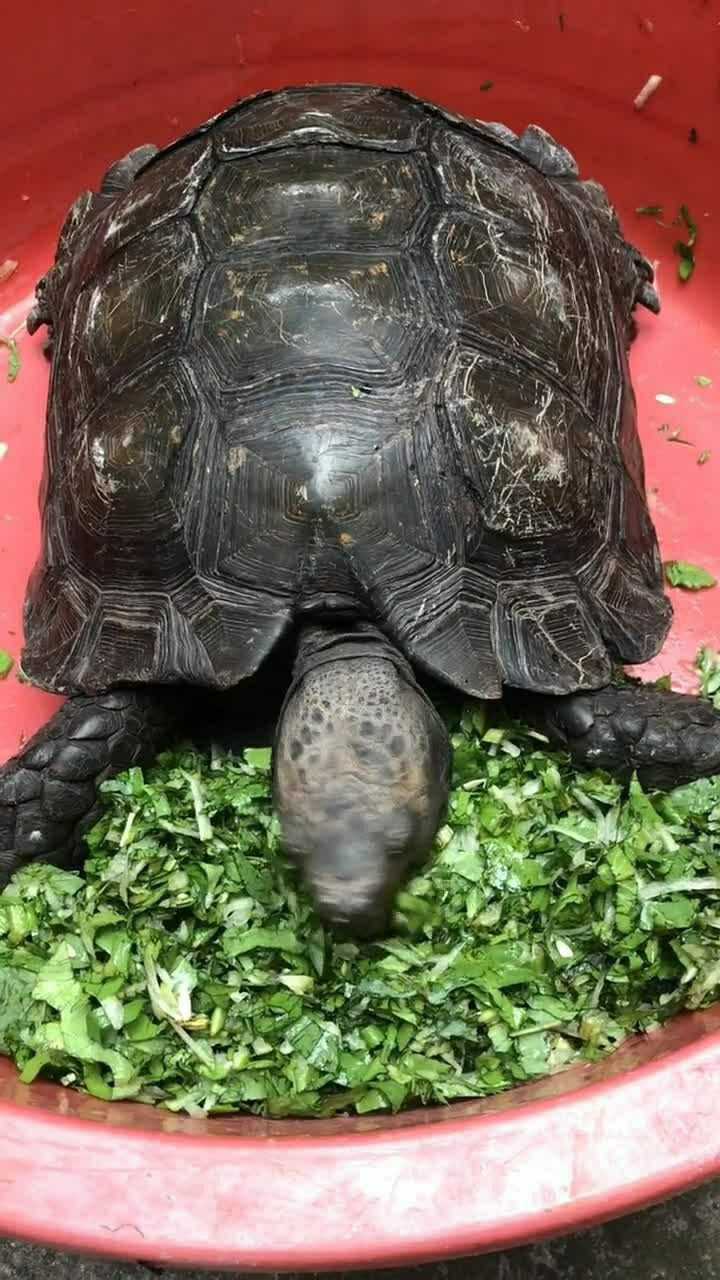 老龟吃东西的样子好凶狠我都有点害怕了