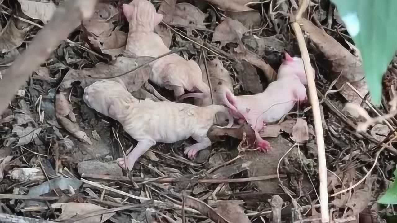 发现一窝小老虎没想到它们小时候这么可爱不知虎妈妈去哪里了