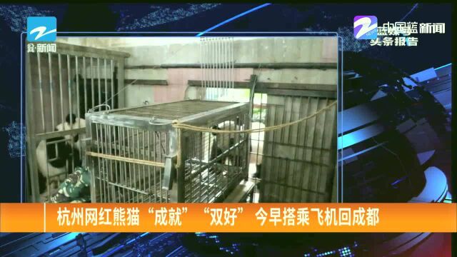 杭州网红熊猫“成就”“双好”今早搭乘飞机回成都