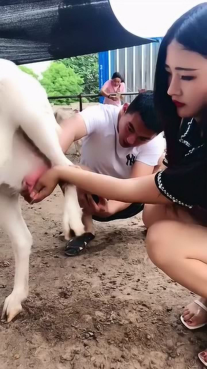 妹子挤羊奶,这手法我服了,不愧是老手了啊