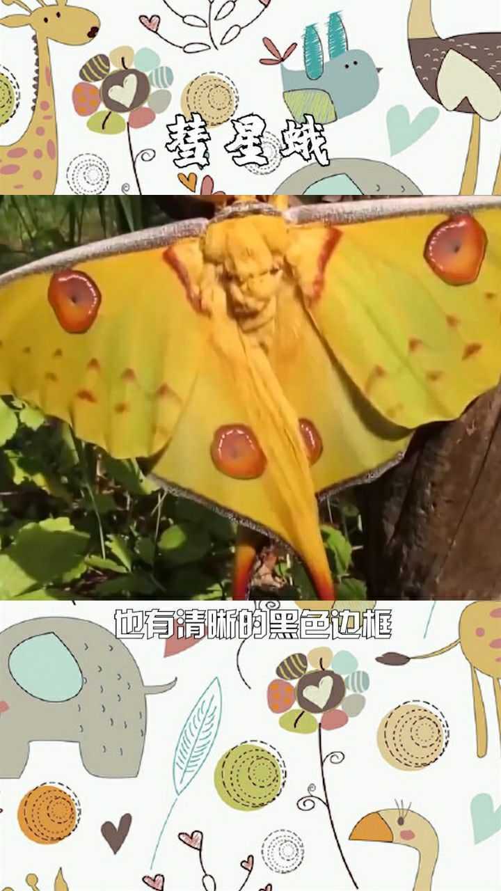 世界上最大的蛾子图片
