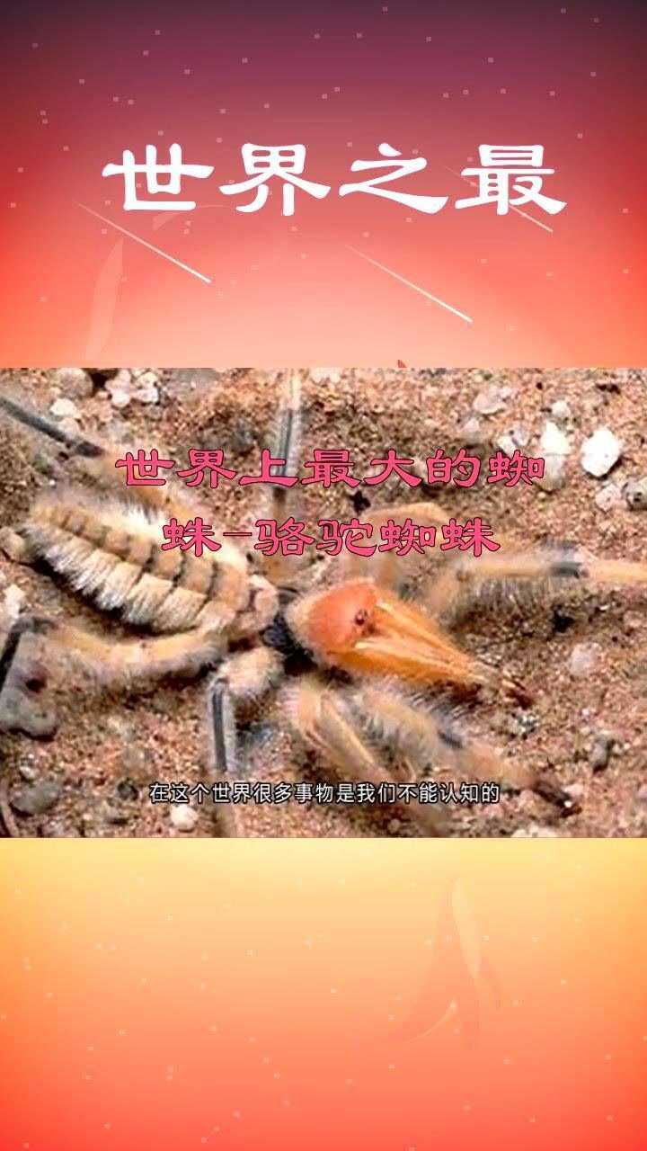 恐怖蜘蛛骆驼蜘蛛电影图片