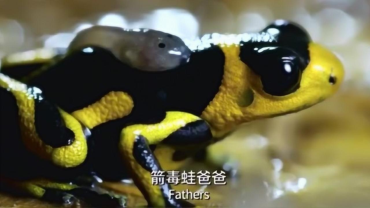 箭毒蛙爸爸这样抚养小青蛙,太不可思议了!