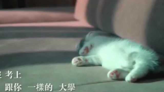 超级治愈的高清猫咪MV,恨不得抱起猫咪深吸一口,太可爱了