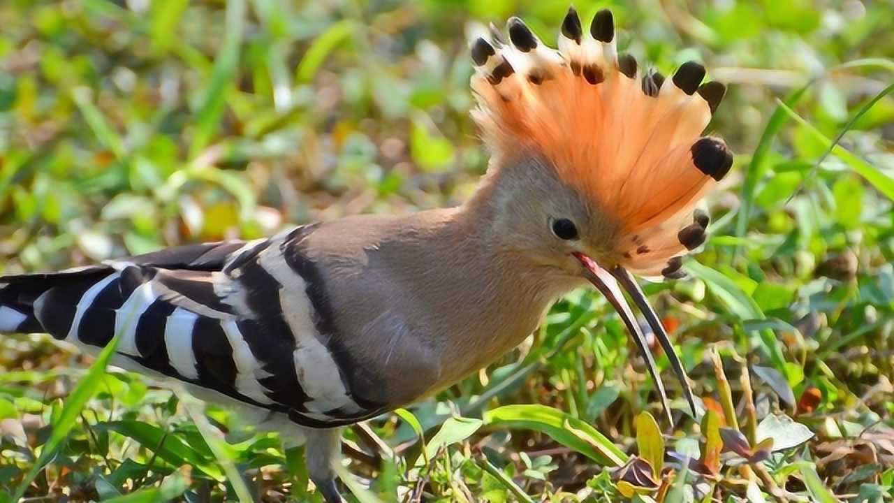 这种鸟叫臭姑姑学名戴胜鸟是农民的好帮手看完让你大开眼界