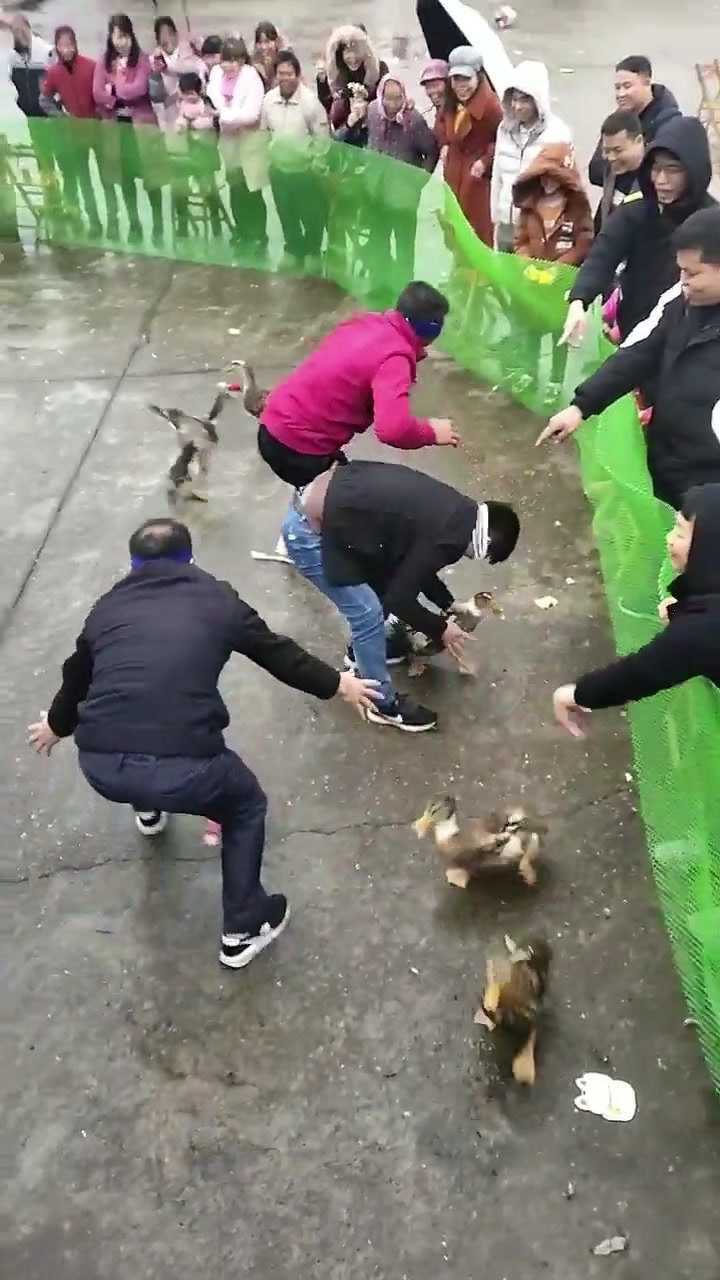 绑着眼睛来抓鸭子抓到哪一个就把鸭子带回家