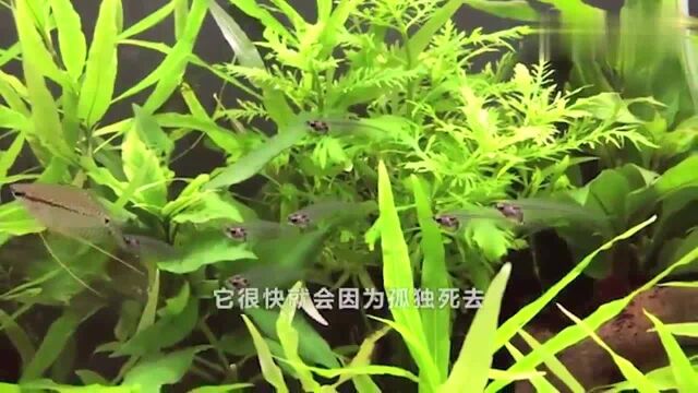 玻璃鱼全身透明,非常好看,今天教大家如何饲养