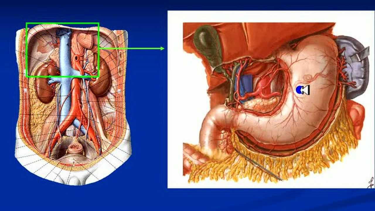 系统解剖学概况-降主动脉