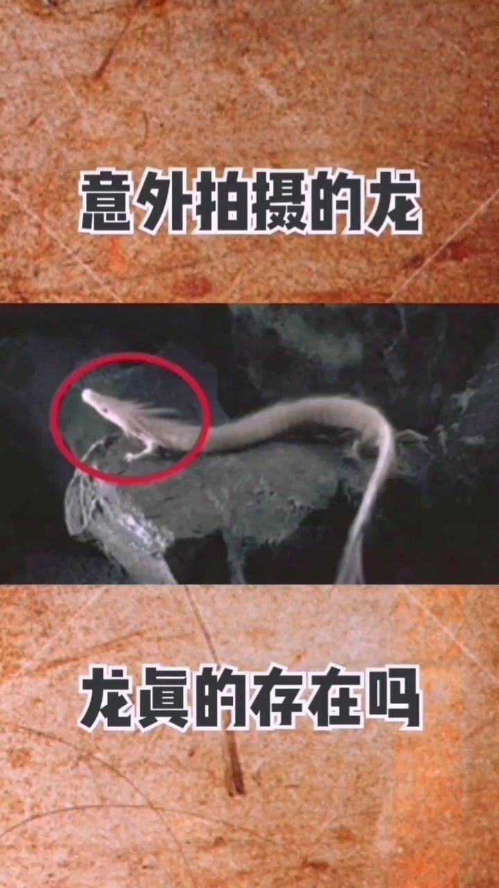 意外拍摄到的龙的图片_腾讯视频