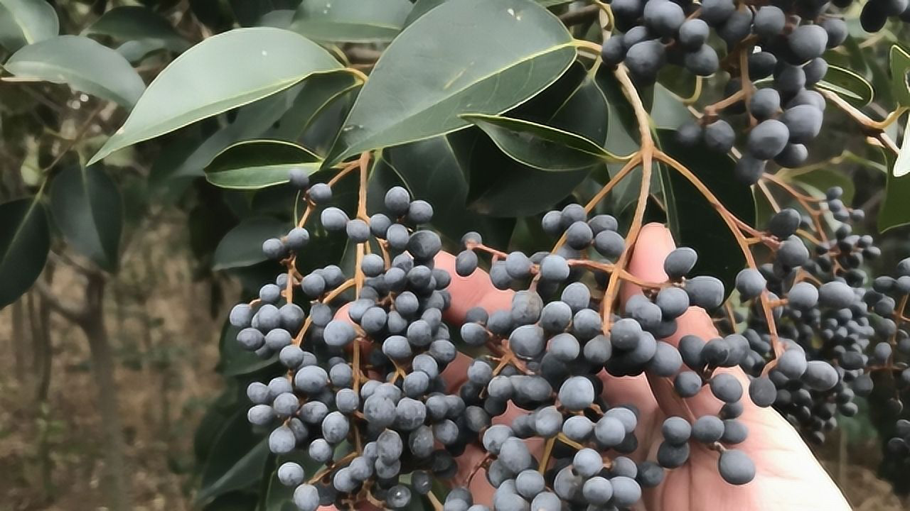 绿化树上的"女贞子",用途厉害了,今天才知道,真受益!