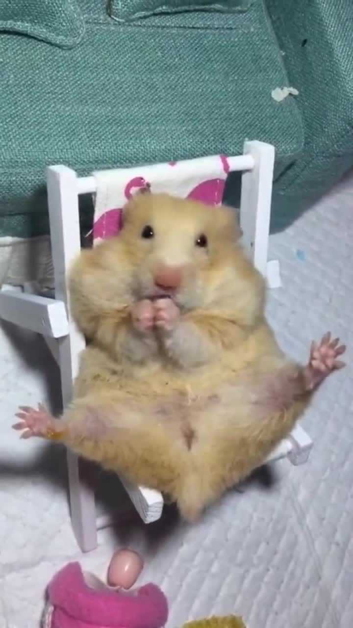 仓鼠也会葛优躺看到它的动作我忍不住笑了网友注意形象