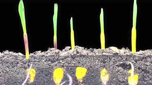 延时摄影下植物种子萌芽、生长的过程