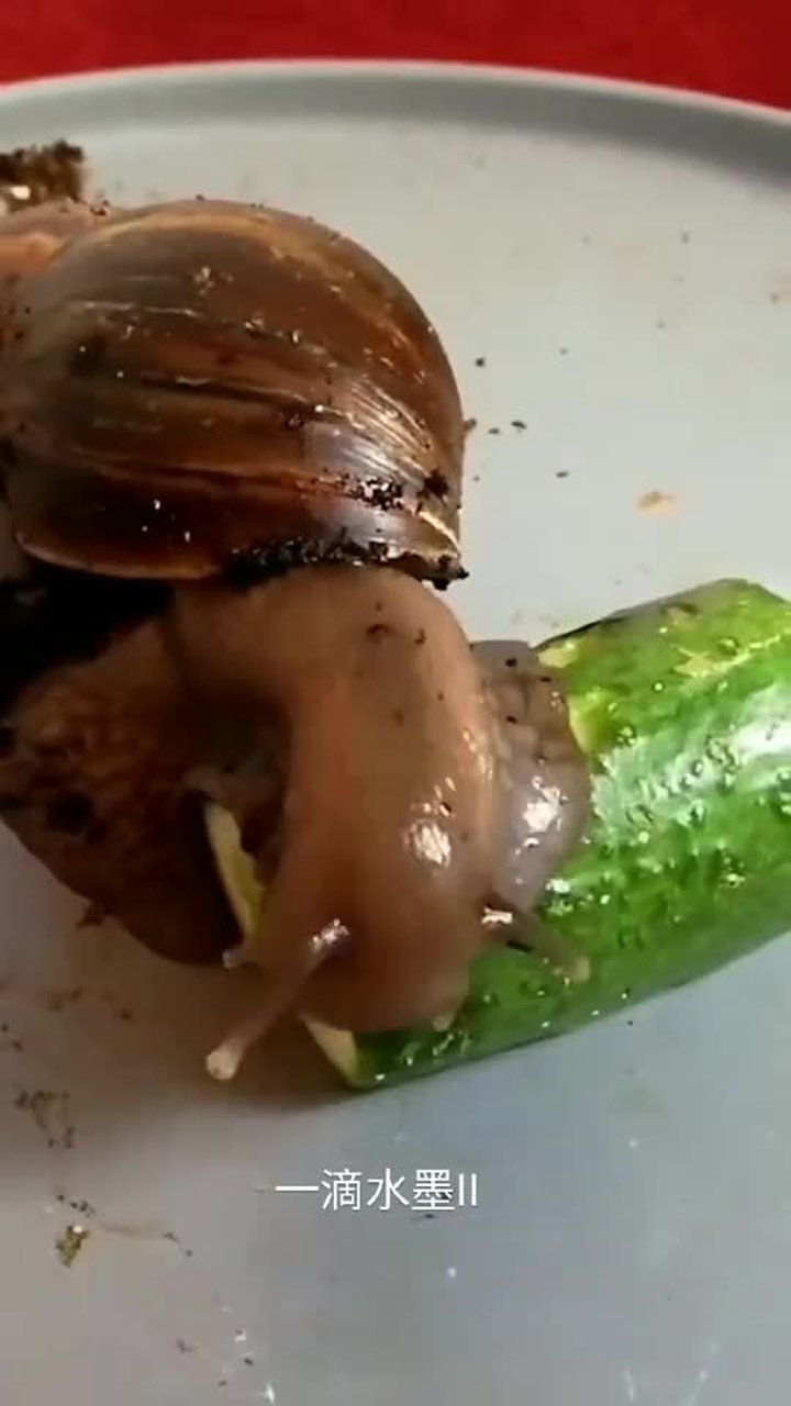看看蜗牛是如何吃黄瓜的看完震惊了