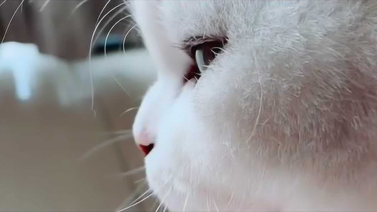 花花,你在想谁拿破仑猫,这侧脸也太好看了吧!