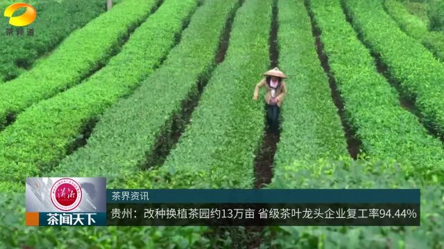 贵州改种换植茶园约13万亩 省级茶叶龙头企业复工94.44%茶闻天下