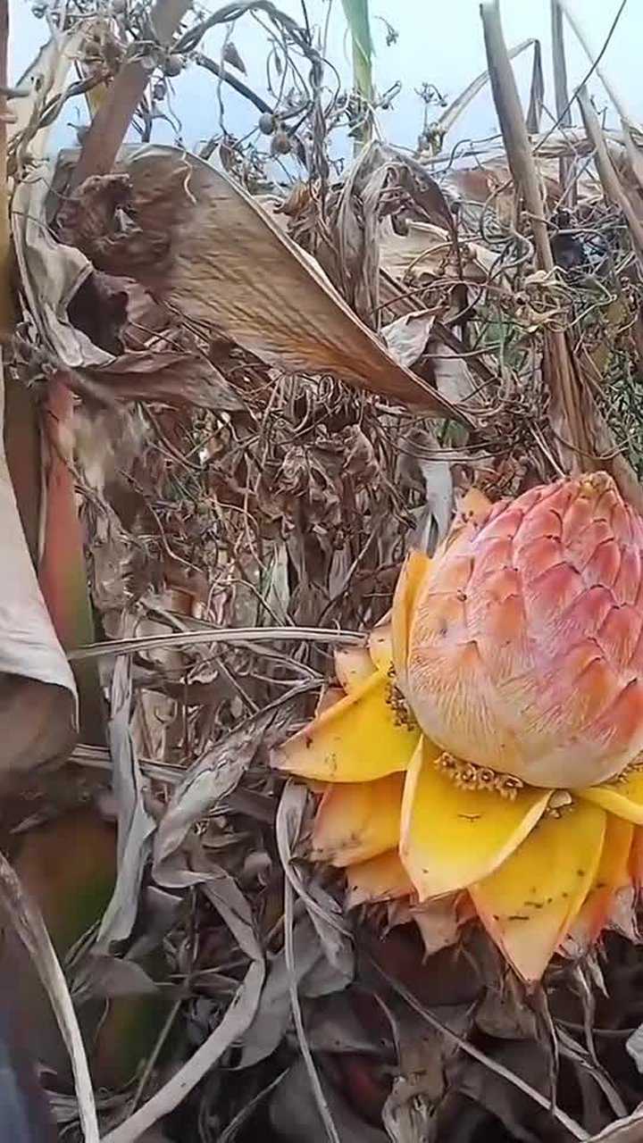 正宗千年雪莲花