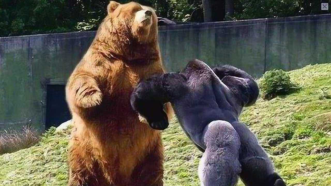 银背大猩猩vs狮子老虎棕熊