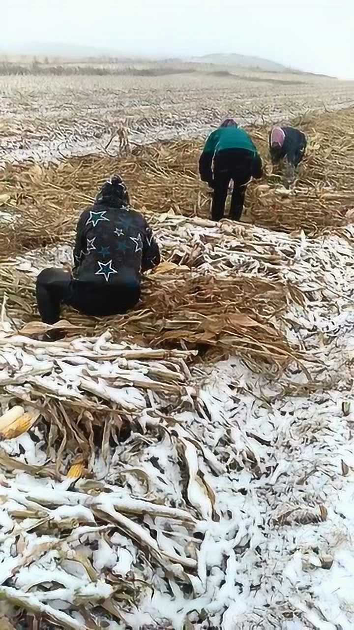 飘雪的冬天干农活太虎了